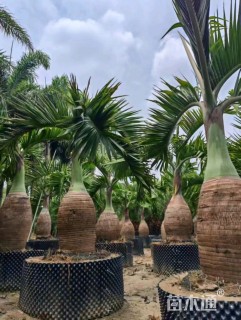 裸干高300厘米椰子树