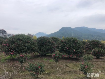 冠幅2000厘米茶梅球