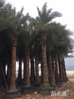 裸干高200厘米中东海枣