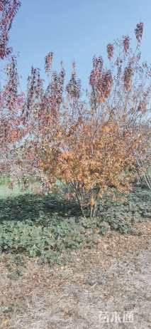 高度300厘米丛生茶条槭