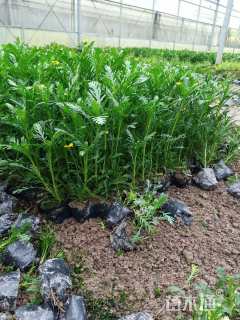 高度30厘米黄金菊