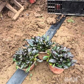 高度30厘米多花筋骨草