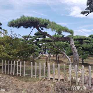 25公分造型黑松