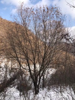 高度7厘米丛生五角枫