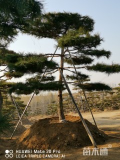 15公分造型油松