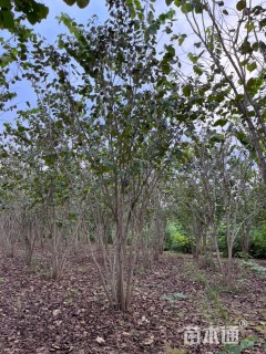 高度600厘米丛生紫荆