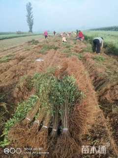 高度80厘米紫穗槐