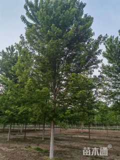 18公分美国红枫