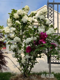 高度200厘米牡丹