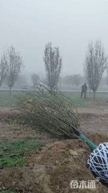 12公分西府海棠