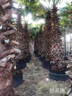 裸干高200厘米华棕