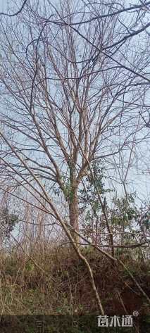 73公分朴树