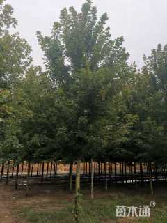 13公分美国红枫