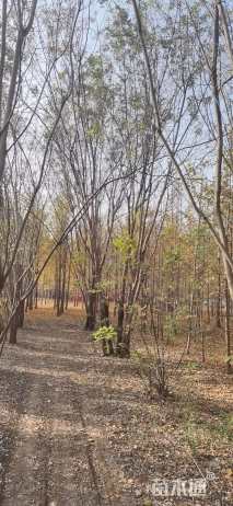 高度600厘米丛生国槐