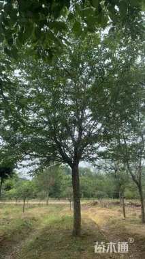 25公分高杆染井吉野樱