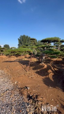 高度300厘米古松