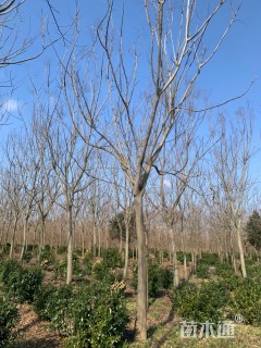 18公分栾树