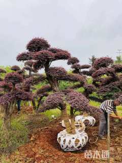 高度380厘米小叶女贞