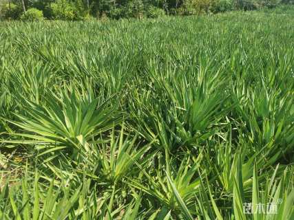 高度50厘米凤尾兰