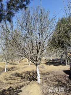 15公分木瓜海棠