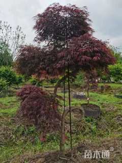 高度160厘米羽毛枫