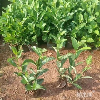 高度30厘米欧洲荚蒾