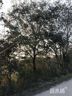 30公分朴树