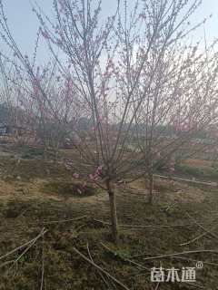 10公分红叶碧桃