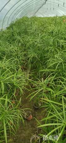 高度50厘米旱伞草