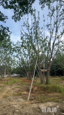 80公分(5杆)丛生乌桕