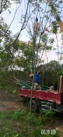 10公分大叶女贞