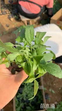 高度40厘米墨西哥鼠尾草