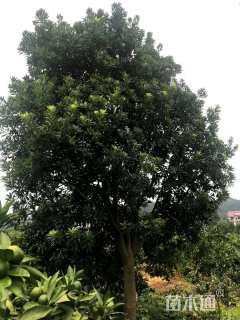 16公分高杆杨梅