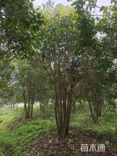 35公分大叶女贞