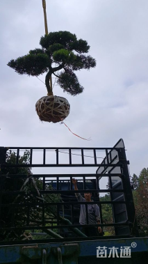 移栽苗造型罗汉松