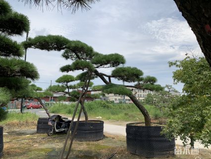 20公分造型黑松