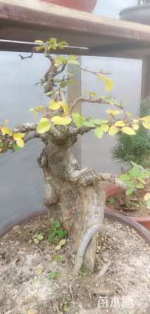 12公分造型榆树