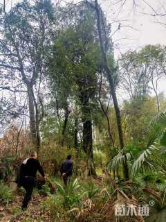 高度16000厘米金弹子