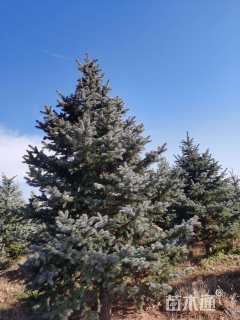 高度200厘米美国蓝杉