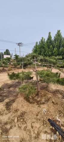 10公分造型油松