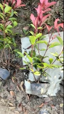 1.3公分红叶石楠