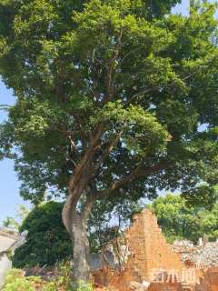 65公分造型朴树