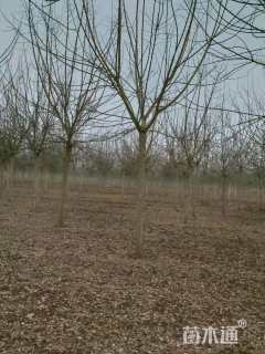 18公分金叶复叶槭