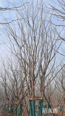 12公分(5杆)丛生朴树
