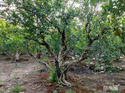 高度260厘米丛生石榴