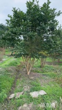 15公分朴树