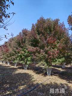 高度500厘米丛生美国红枫
