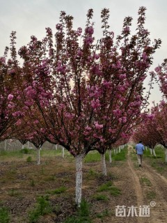 16公分樱花
