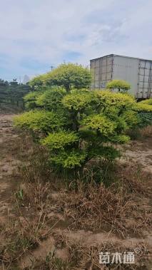 18公分造型亮晶女贞