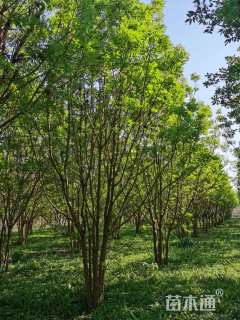 40公分金枝白蜡